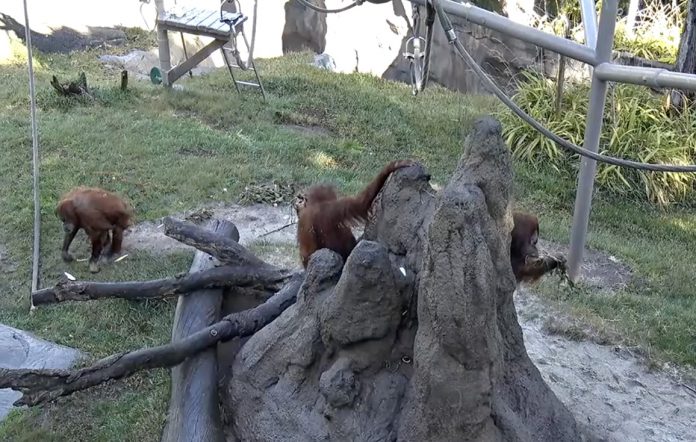 圣地亚哥大猩猩接种新冠疫苗