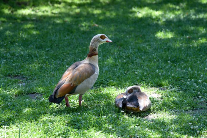 OC park. oc zoo,duck