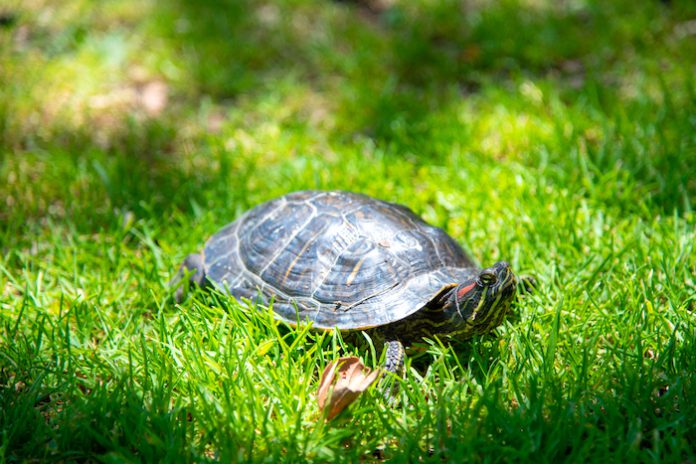 OC park. oc zoo,乌龟