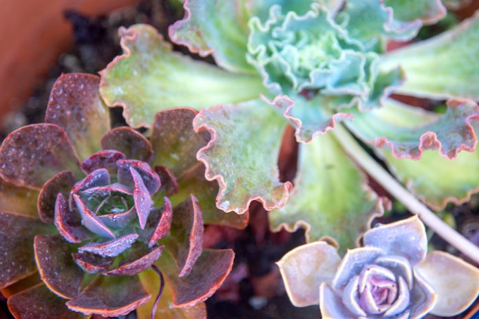 Dudleya-4多肉植物。庞可阳摄