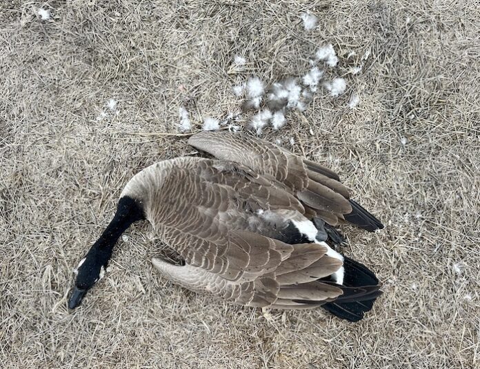 Canada Geese 加拿大鹅