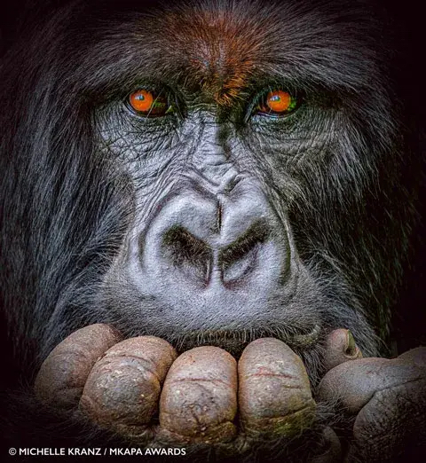 mkapa-gorilla