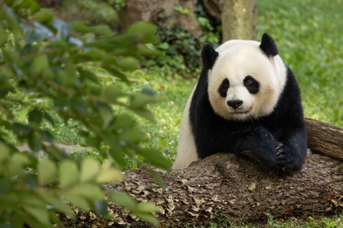 Giant Pandas Depart Smithsonian’s National Zoo