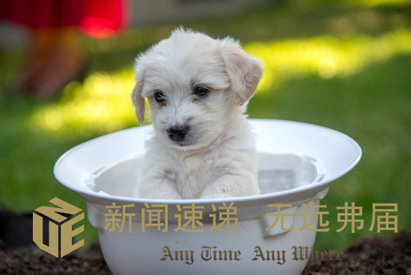 Irvine adam schiff-8