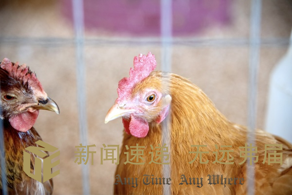 Chicken 家禽 母鸡